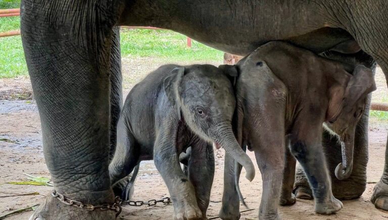annesinin ormanda terk ettigi bebek fil kurtarildi dVp7XjZr