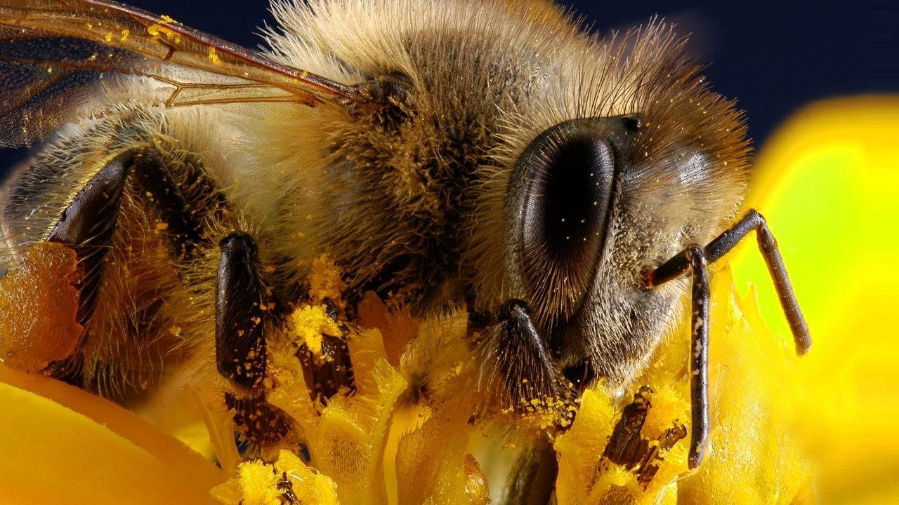 arilarin yalnizca iki gozu yok binlercesi var 5aPWV8Vx