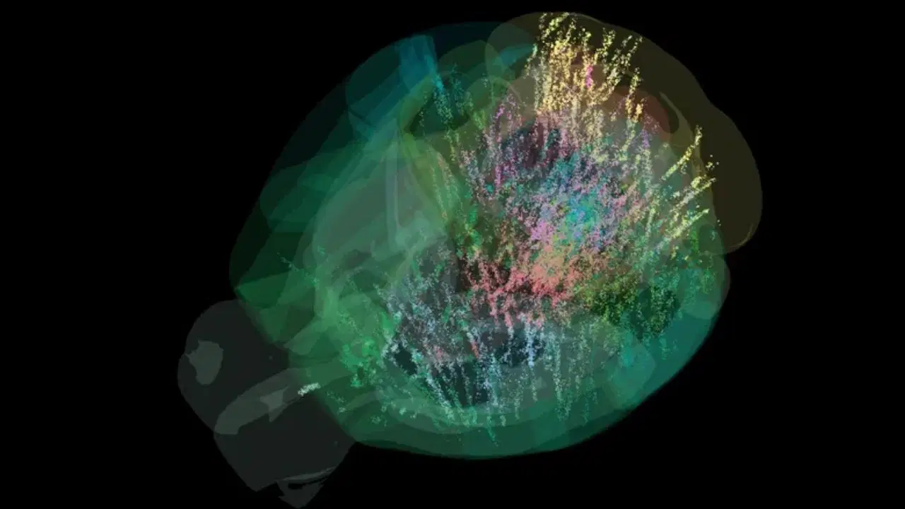 beyin aktivitesinin tam haritasi ilk kez cikarildi karar verme sureci sandigimizdan cok daha karmasik UWXBYSES