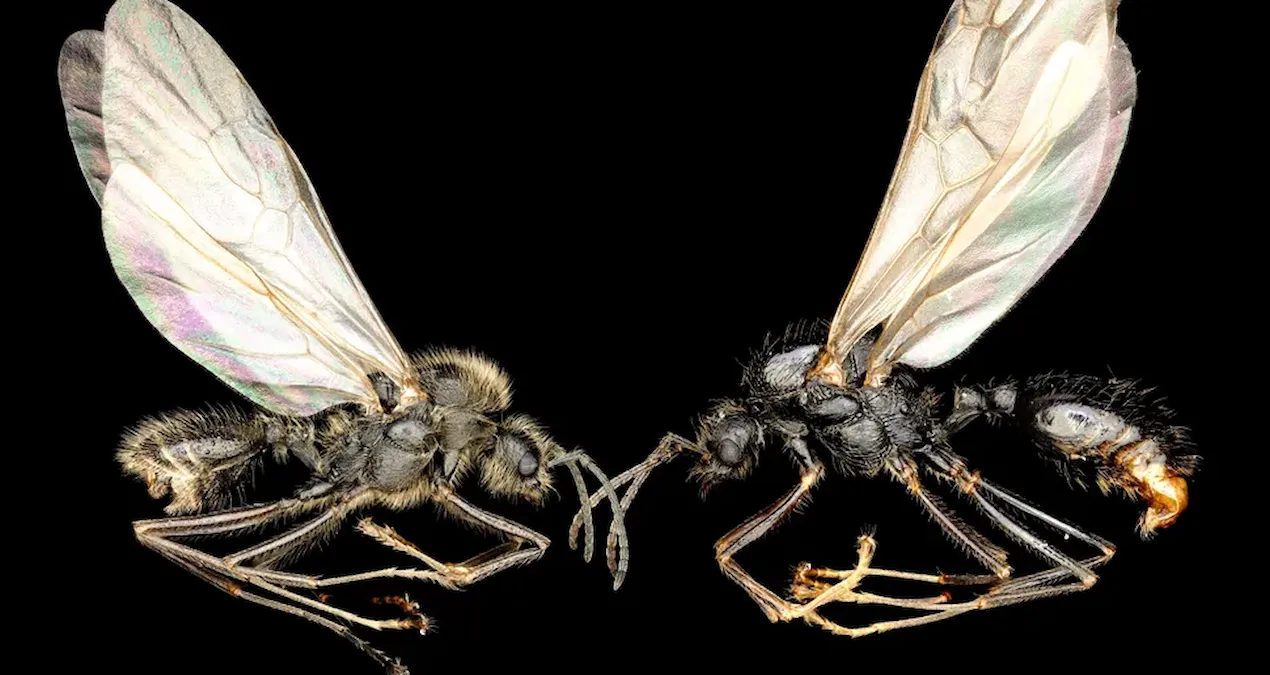 bilim dunyasinda ezber bozan kesif baska turleri klonluyorlar bilim kurgu gibi 6z6gEbYu