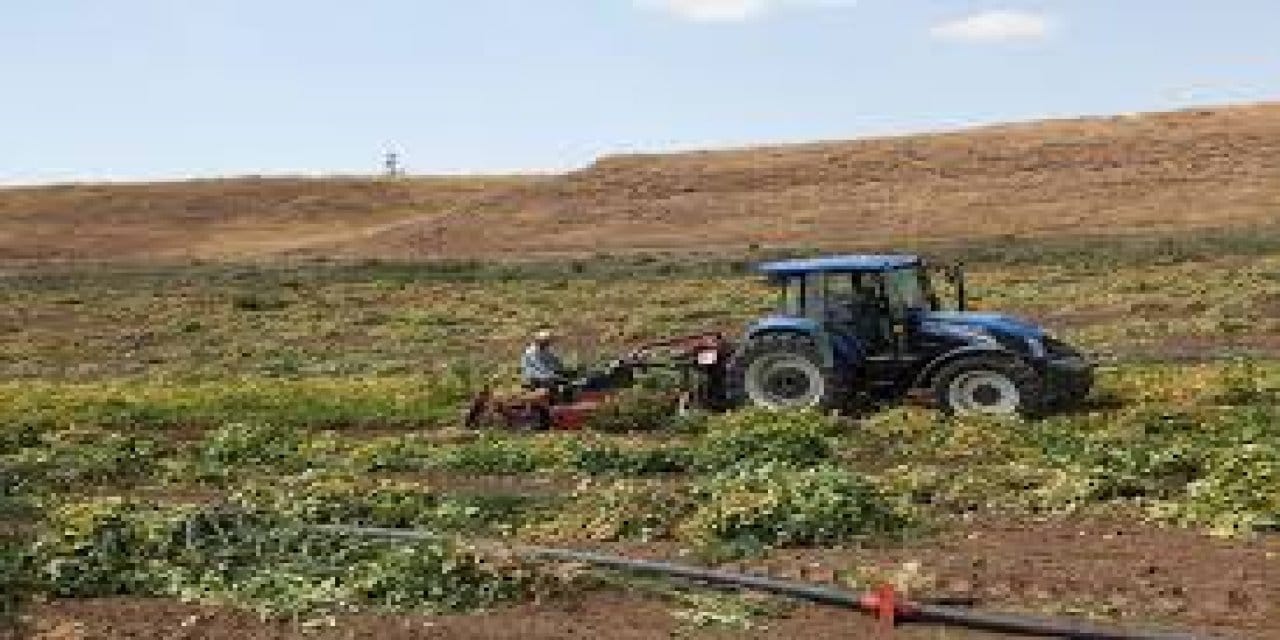 bitliste 37 bin tonluk hasat basladi AhnpvQCh