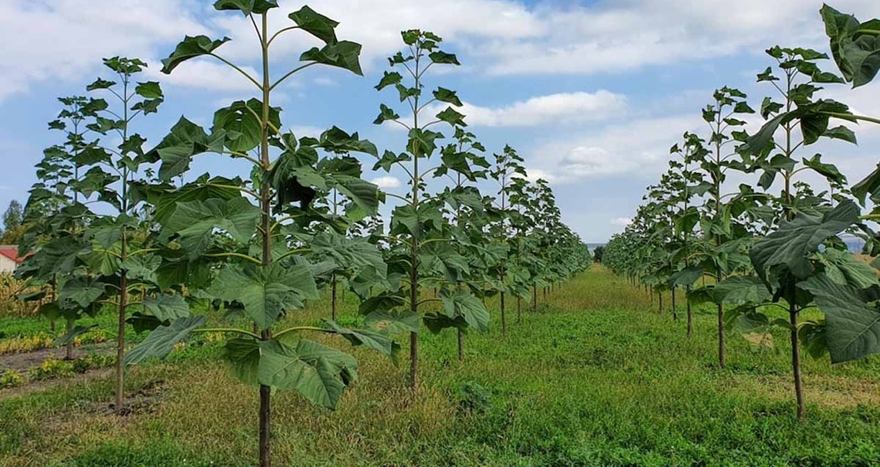 ciftcilere servet vaat ediyor paulownia sihirli agac mi yoksa yeni bitcoin tuzagi mi NwVq8Idf