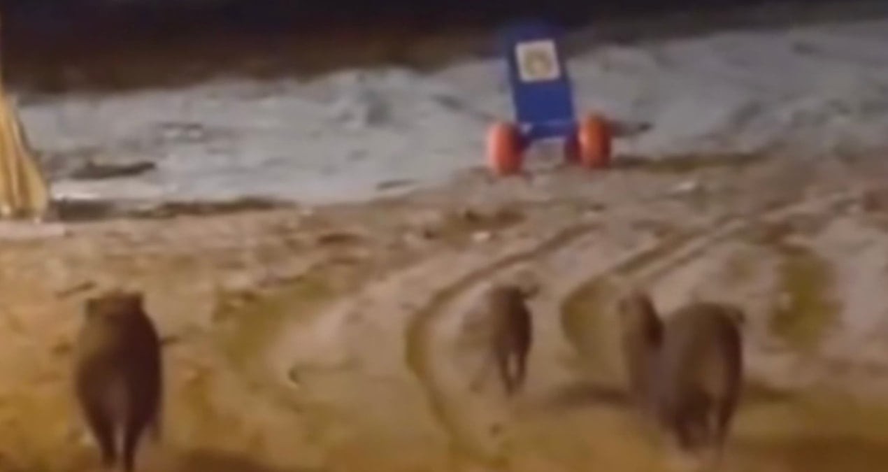 sahile akin ettiler gorenler saskinligini gizleyemedi AANv7s8C