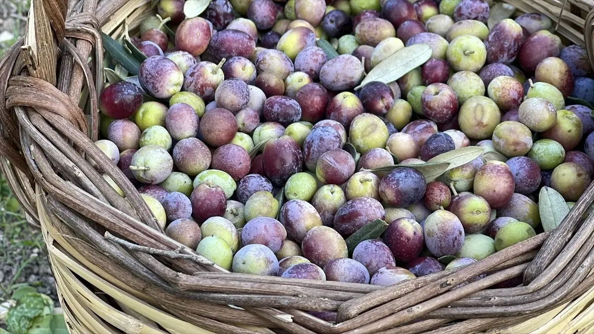 2025 2026 zeytin rekoltesi beklentisi OZFvXAqv.jpg