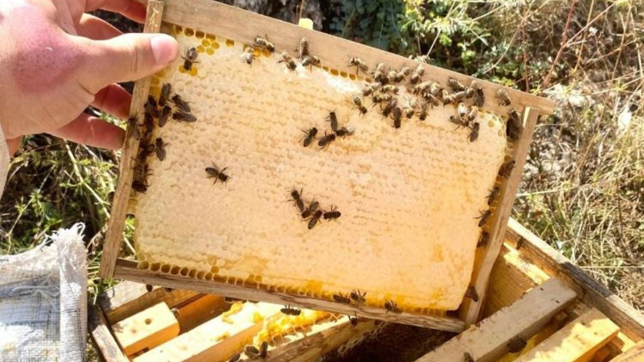 dogu karadenizin 9 aylik bal ihracati 17 milyon dolari asti XO1m5B3a.jpg