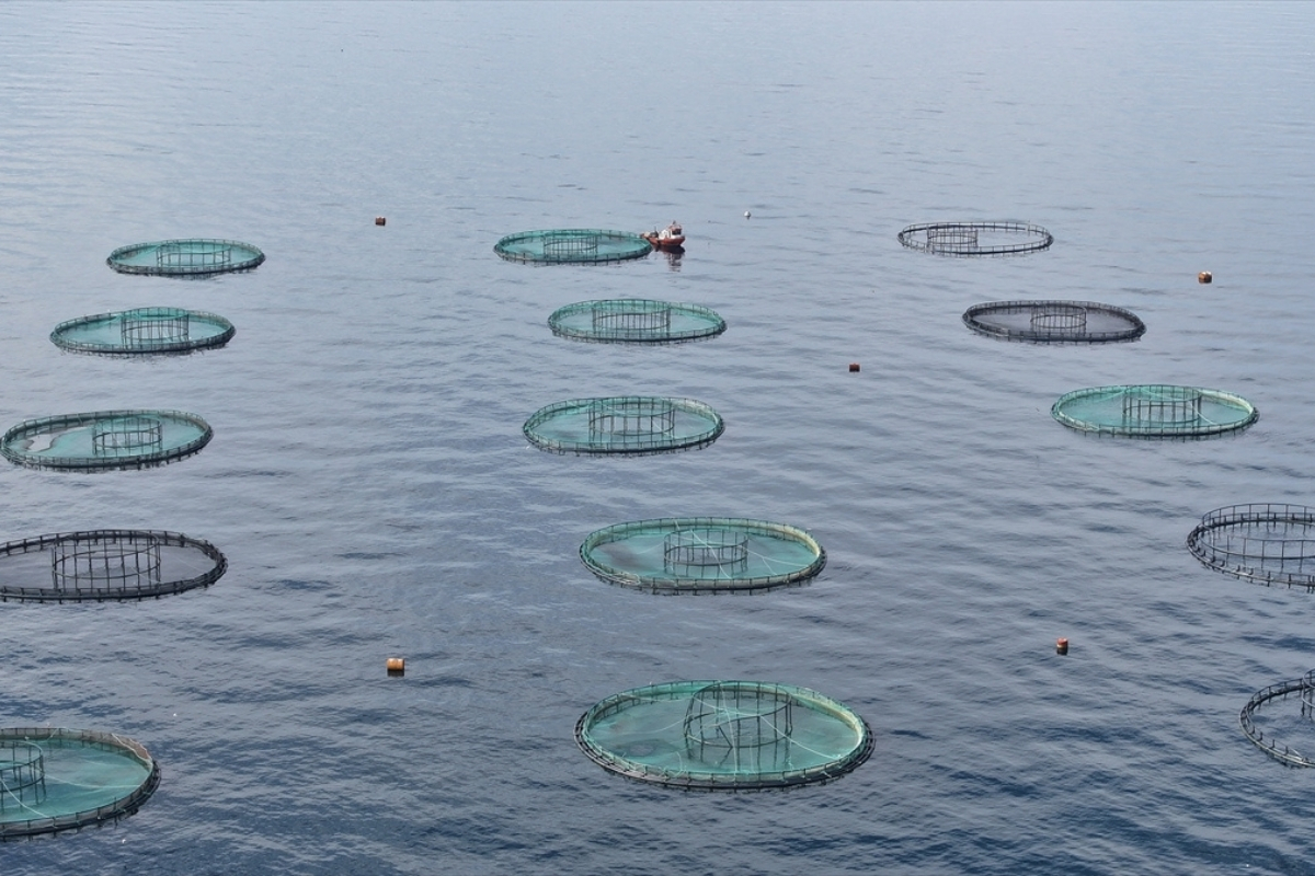 karadeniz bolgesi su urunleri ihracatindan 9 ayda 2787 milyon dolar kazandi kN1zgWWH.jpg