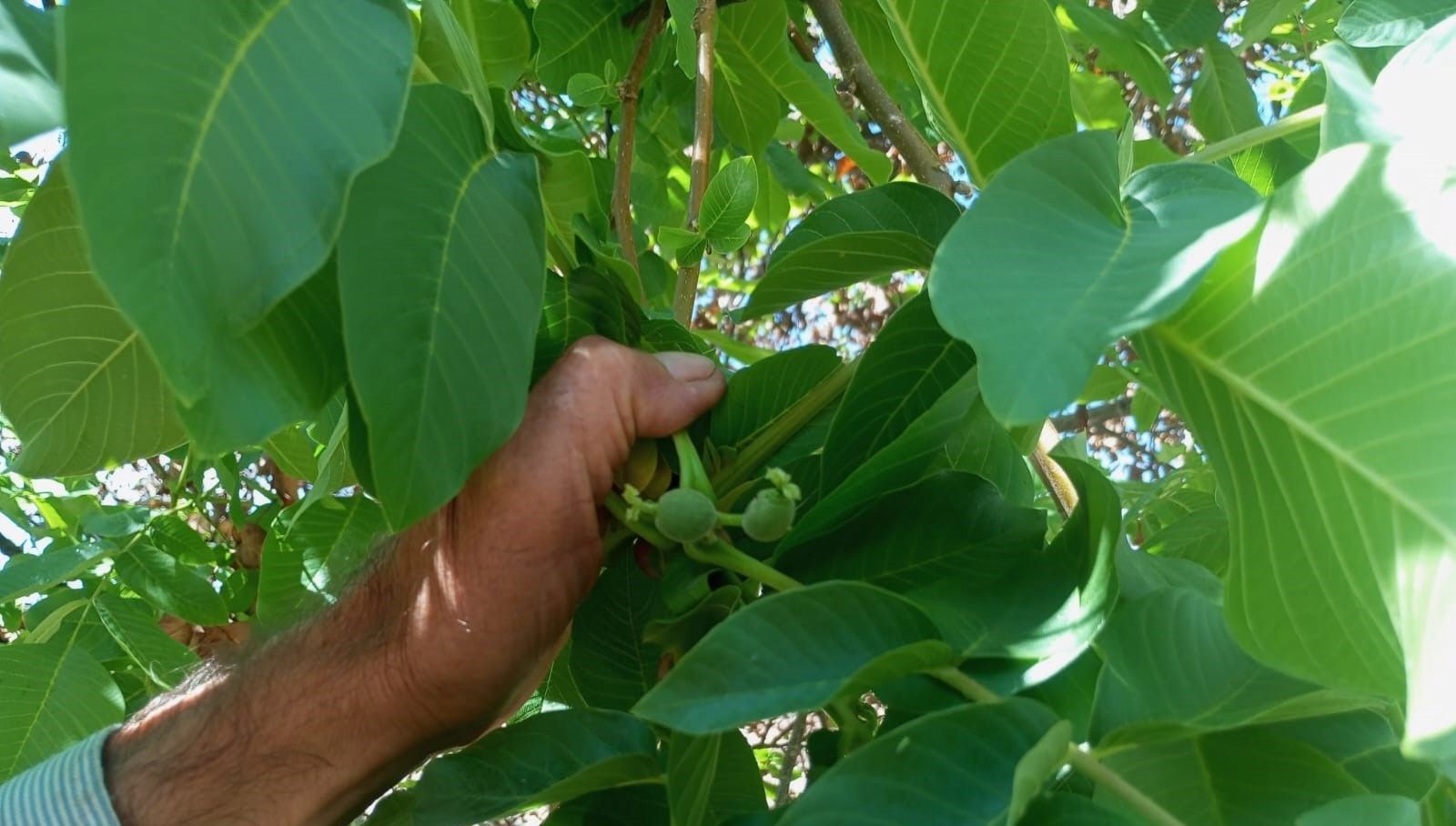 malatyada mevsim disinda meyve veren ceviz agaclari sasirtti ZlvkdPIf