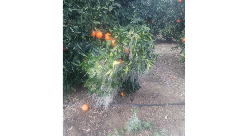 adanada-zirai-don-portakal-bahcelerini-vurdu-NYIgYbKb.png