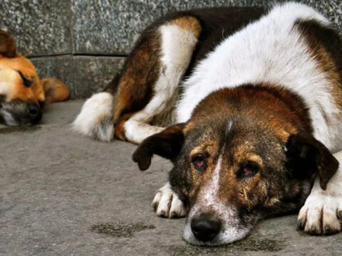 NATO Zirvesi İçin Sahipsiz Köpeklerin Toplanması İsteniyor